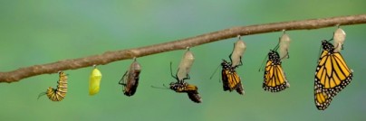pupa-to-butterfly